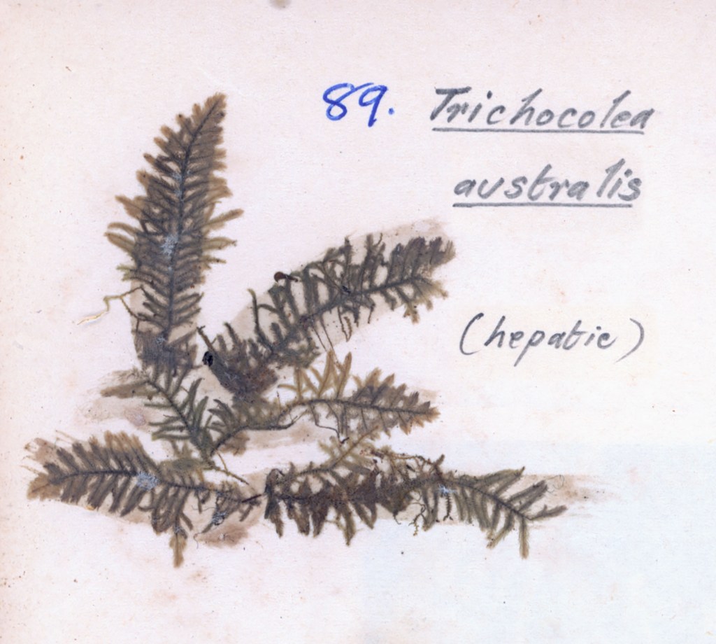 Botanical illustration of Trichocolea australis, a type of hepatic, featuring detailed, delicate green fronds on a light background.