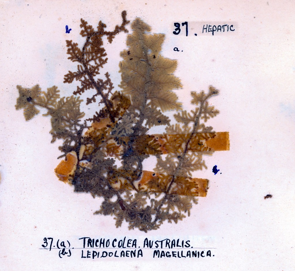 Dried specimens of Trichocolea australis and Lepidolaena magellanica, mounted on a pale background with handwritten labels.