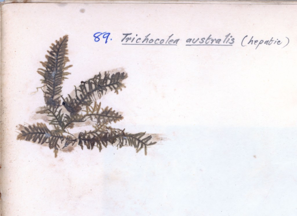 A botanical illustration of Trichocolea australis, a type of hepatic plant, with labeled identification.