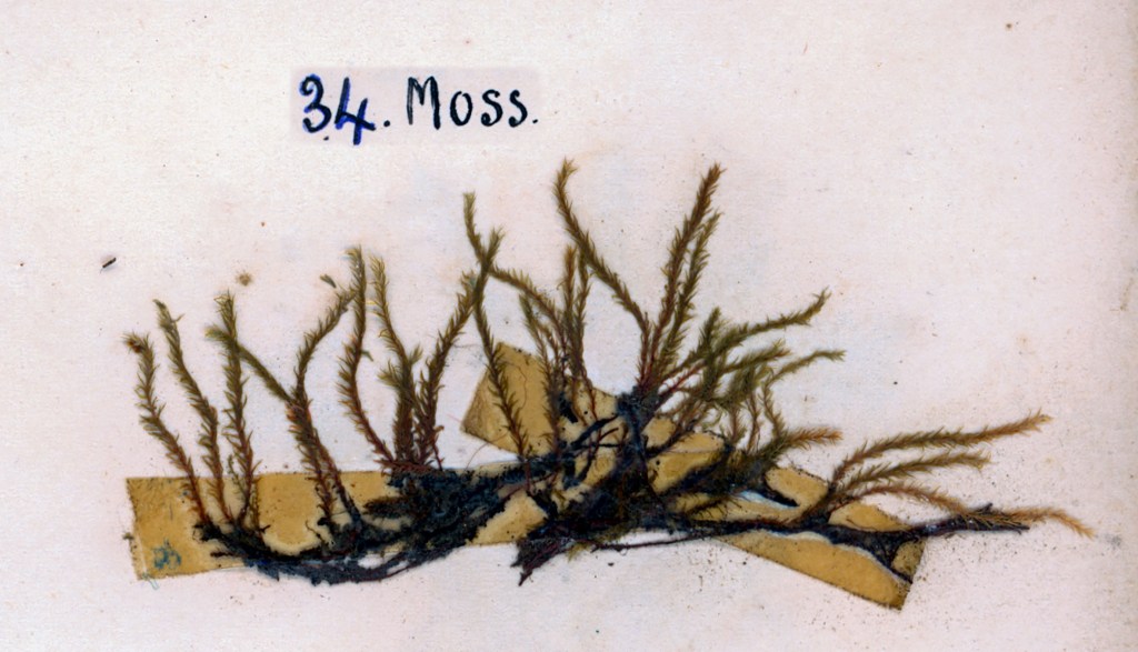 Dried moss specimen with a label marked '34. Moss.'