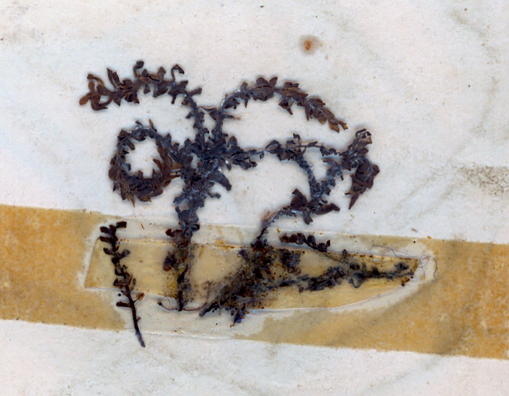 A close-up image of a fossilized plant with dark leaf-like structures, set against a light background with a yellowish band.
