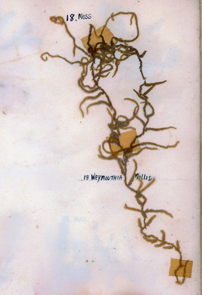An illustration of a moss specimen labeled '18. Moss' and '18 Weymouthia vallis', featuring dark, wavy strands against a light background.
