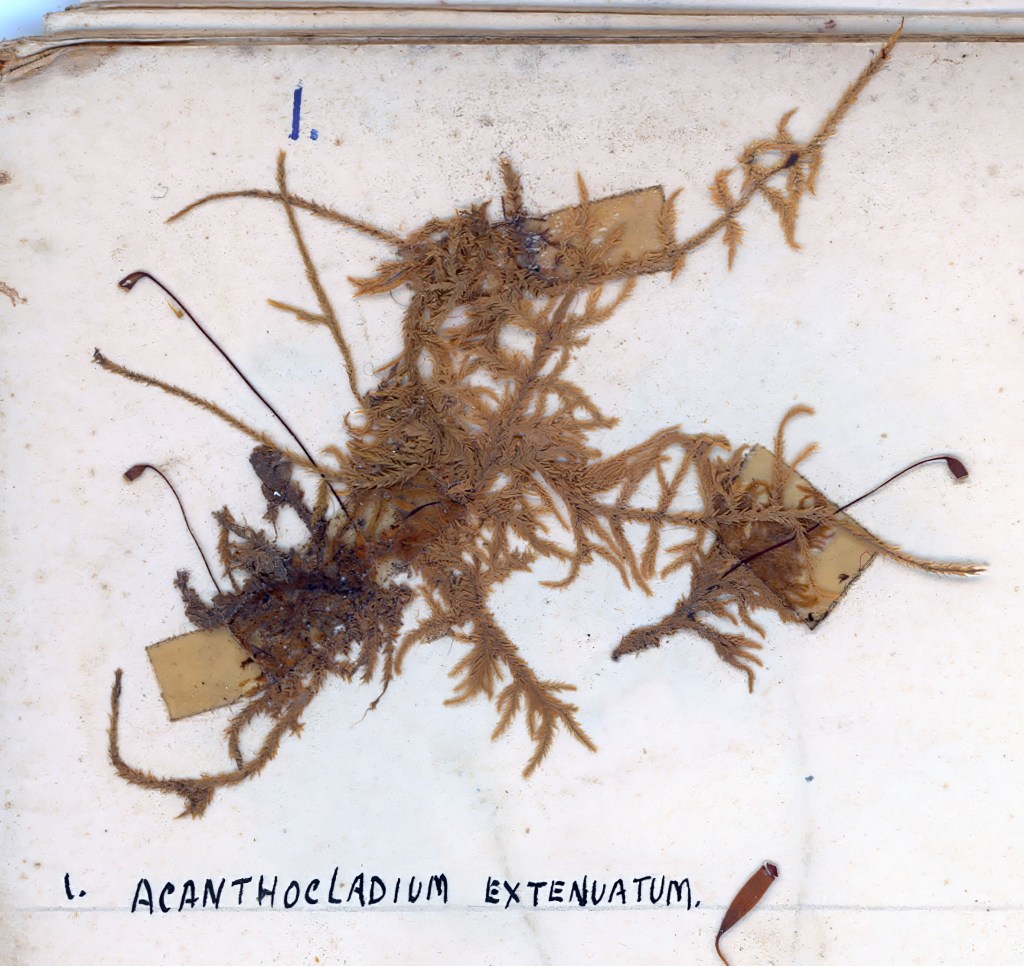 A preserved specimen of the seaweed Acanthocladium extenuatum mounted on a page, with labels underneath.