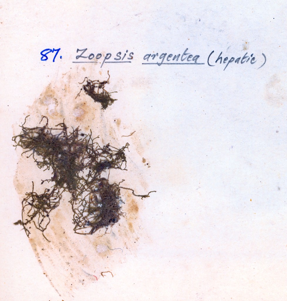 Close-up image of dried Zoopsis argentea (hepatica) specimens on a page with handwritten text.