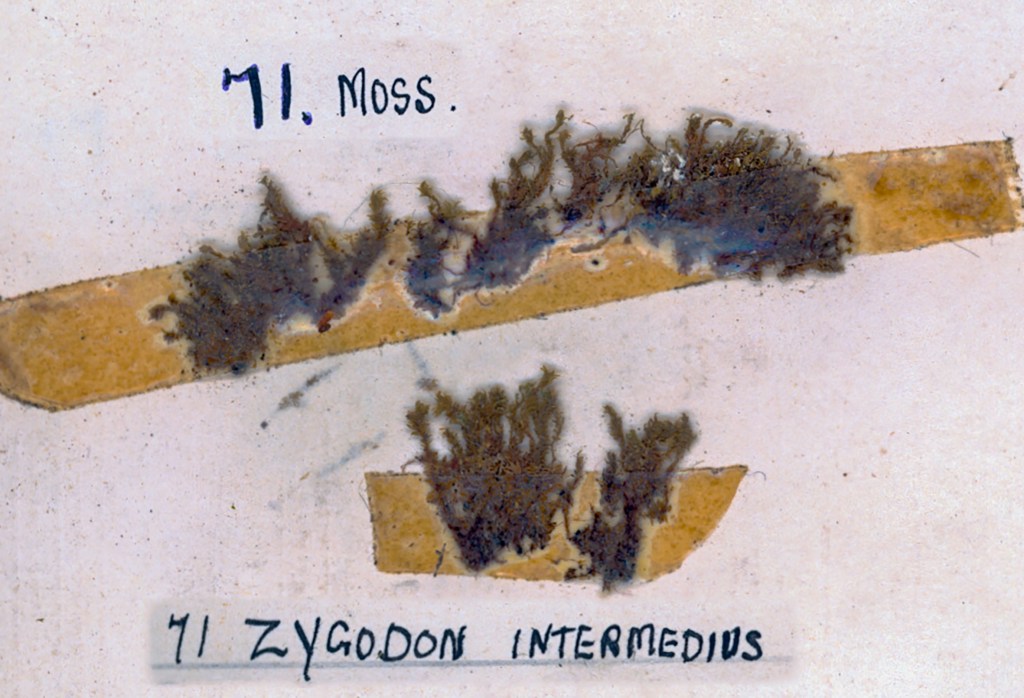 A botanical specimen illustration showing moss labeled '71. Moss' and '71 Zygodon intermedius' on a white background.